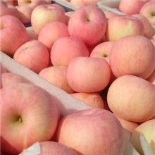 苹果烟台苹果烟台苹果掉价了