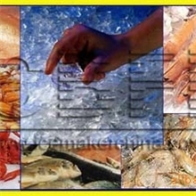 供应日产量10吨板冰机，保鲜、肉食加工