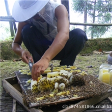 批发土蜂蜜&ldquo;中蜂蜜&rdquo;湖南特产