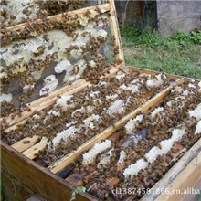 销售蜜蜂我社大量供应繁殖群蜜蜂