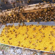 批发供应多种蜂花粉五倍子花粉，油菜花粉，茶花粉，蜂用花粉