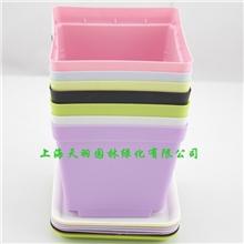 P彩色塑料花盆彩色方形花盆迷你植物花盆多肉花盆带托盘大号