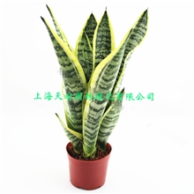 办公室有氧花卉绿植盆栽金边虎皮兰虎尾兰除甲醛去装修污染