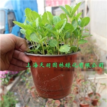 香薄荷提神清脑书房盆栽植物鲜花速递植物盆栽书房驱蚊