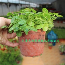 铜钱草盆栽可水培常年观叶特别好养【实物拍照】