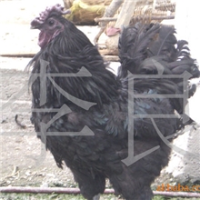 双冠原生态纯正宗五黑一绿绿壳蛋鸡旧院黑鸡（商品鸡）