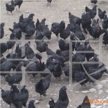 双冠原生态营养纯正五黑一率绿壳蛋鸡旧院黑鸡