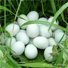 适合儿童孕妇营养绿色健康美味黑鸡绿壳鸡蛋