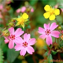 供应达克罗锌粉DKL1300