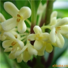 供应花类香精桂花香精