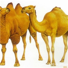 全国供应诺牌特殊水性油墨水性光油水性助剂