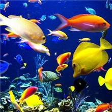 加工热转印花膜，提供凹版印刷服务（如图）