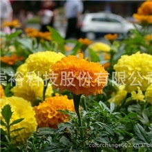 台湾出产高品质长效芳香水乳剂、感香水（油）性油墨