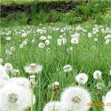 【坚固耐用】进口牛皮纸制作2瓶装承重5kg葡萄酒牛皮纸袋、手提袋