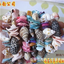 海底宝贝七彩天然贝壳手链手饰饰品地摊货源2J8天然海螺/批发