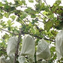 供应水果套袋葡萄袋