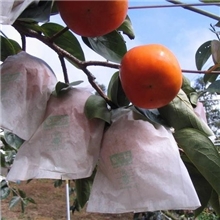 供应水果套袋柿子袋