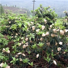 供应枇杷水果套袋