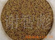 供应白三叶种子