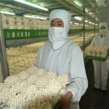 食用菌消毒剂空气熏蒸无毒二氧化氯免加热型最新高纯环保