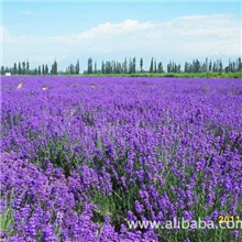 优惠批发供应新疆产2013年薰衣草干花厂家批发直销