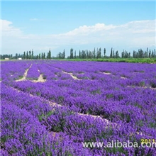 优惠批发供应新疆蓝紫色2012年薰衣草花茶