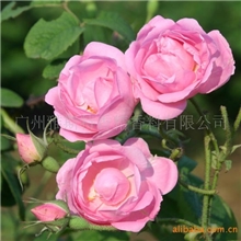 供应日化香精保加利亚玫瑰香精（可免费提供样品）水溶、油溶