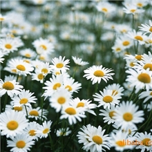 供应洋甘菊香精(可免费提供样品)水溶、油溶香精