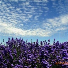 供应薰衣草香精(免费提供样品)水溶、油溶香精