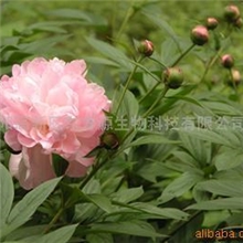 供应植物提取物芍药甙(图)