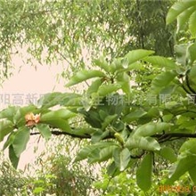 供应厚朴提取物(图)