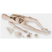 高级组合护理人训练模型【男。女】