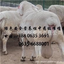 嘉祥湖羊种羊发情药，不发情、发情缓慢不集中发情，率配不孕