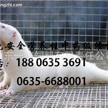 水貂发情药，不发情、发情缓慢不集中发情，率配不孕