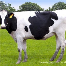 亚芯反刍动物益生菌乳酸菌饲料添加剂牛羊养殖益生菌添加剂