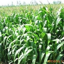 亚芯秸秆青贮剂乳酸菌青贮饲料,秸秆微储,玉米秸秆青储青贮饲料