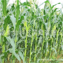 亚芯全株玉米青贮剂加强型