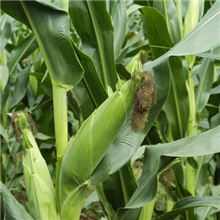 亚芯全株玉米青贮剂乳酸菌青贮全株玉米乳酸菌青贮剂发酵菌