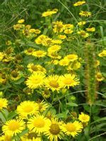 供应野菊花提取物【清热解毒】