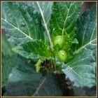 供应达米阿那提取物||天然壮阳产品