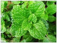 薄荷提取物【宣散风热，清头目，透疹】