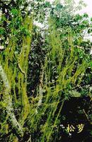 厂家供应松萝酸98%地衣提取物