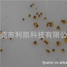 大量批发：文蛤种苗、越南白蛤苗、皱肋文蛤种苗场