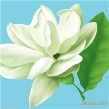 专业生产薄荷味香味水乳剂