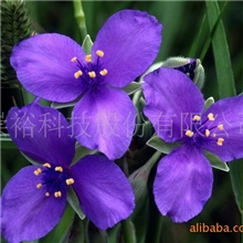 供应长效型香味粉，刮刮香油墨，感香粉---花香