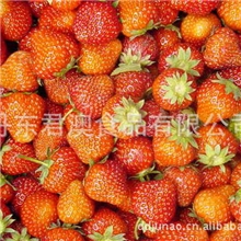 森嘎那草莓鲜果尽在丹东君澳食品速冻果蔬批发