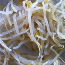 豆芽罐头蔬菜罐头食品供应(图)