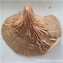 鲍鱼菇罐头食用菌罐头食品供应