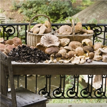 食用菌罐头，厂家热销新款各种食用菌罐头，香辣美味八珍菇罐头