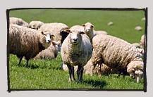 新西兰进口奶中之王高营养全脂羊奶粉